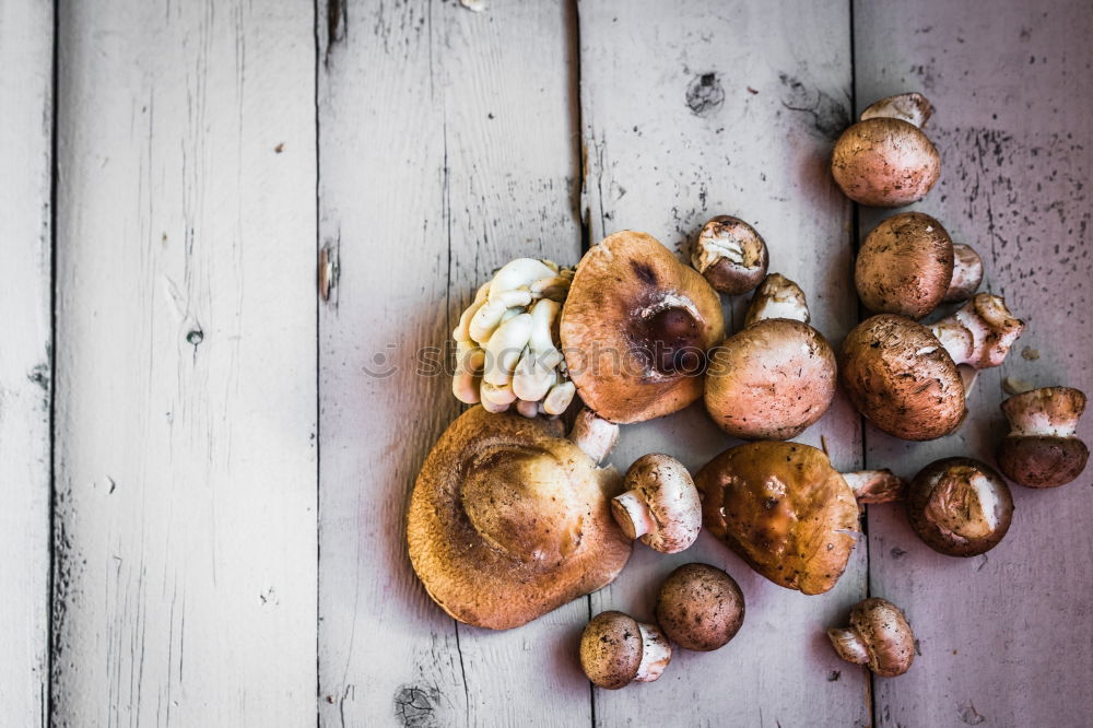 Similar – Image, Stock Photo porcini mushrooms Boletus