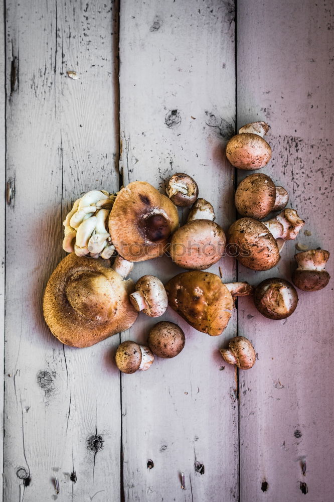 Similar – Image, Stock Photo autumn muffin Food Cake