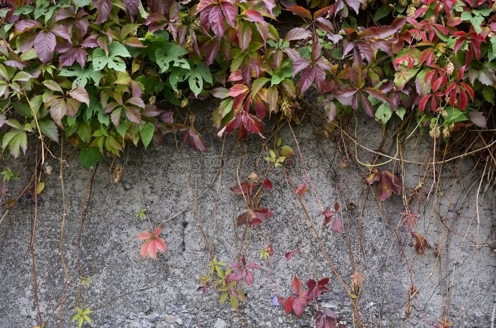 Similar – Image, Stock Photo always green (2) Nature