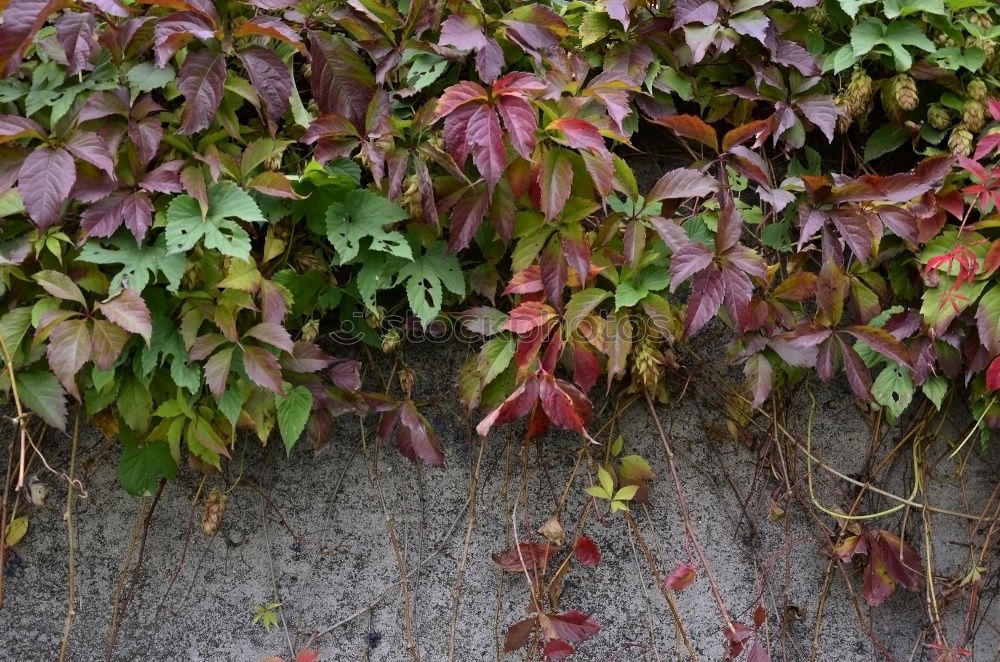 Image, Stock Photo always green (2) Nature