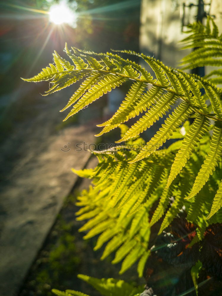 Similar – Fir branches in beautiful November light