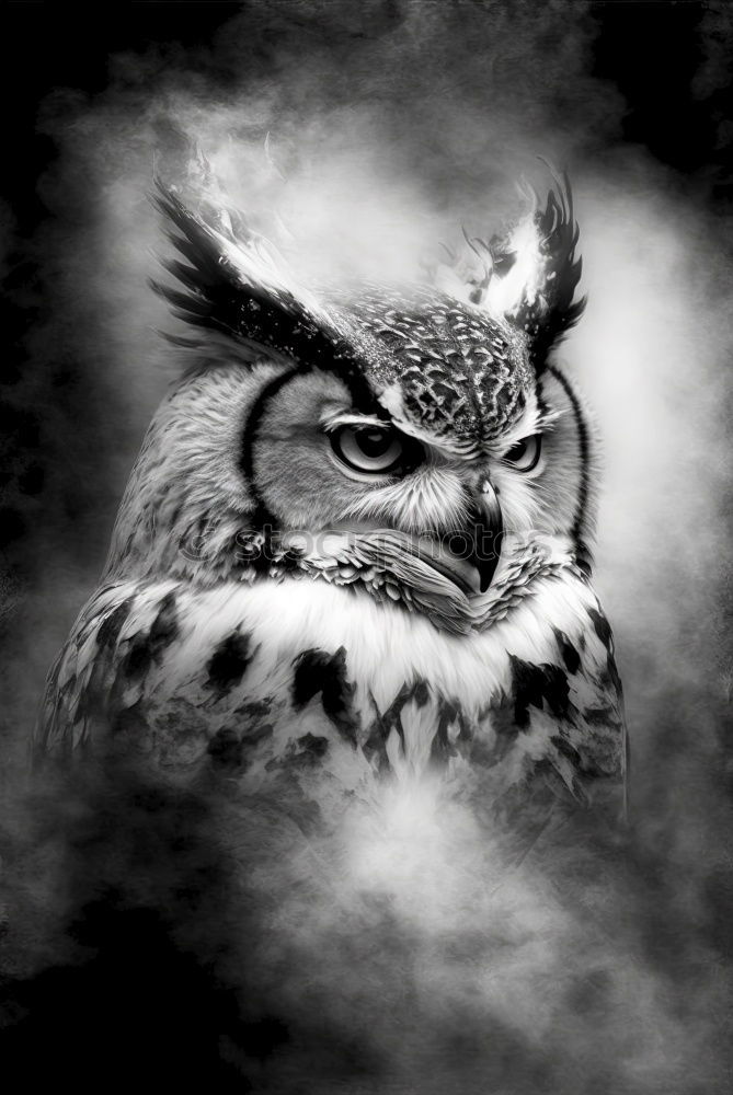 Similar – Bubo bubo Animal Bird