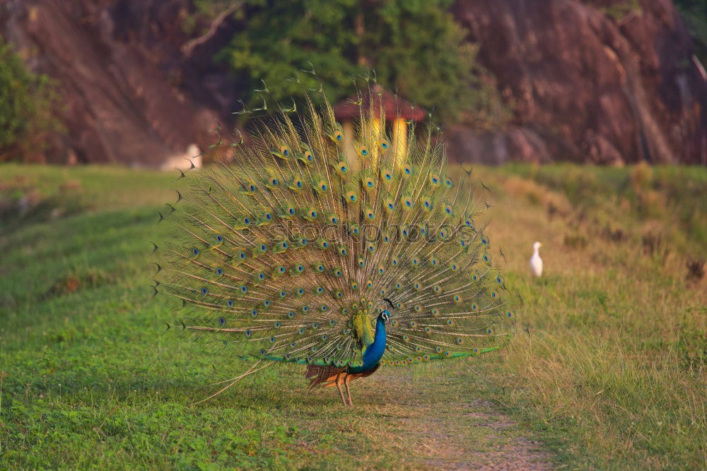 Similar – Image, Stock Photo Peacock 1 Environment