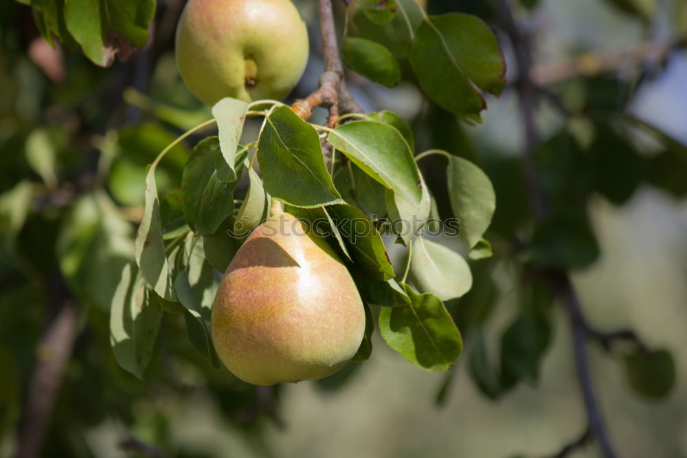 Similar – Persimmon trees. Fruit