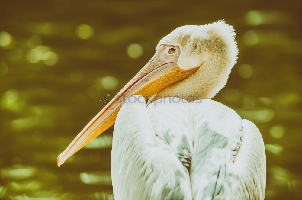 portrait of a white pelican