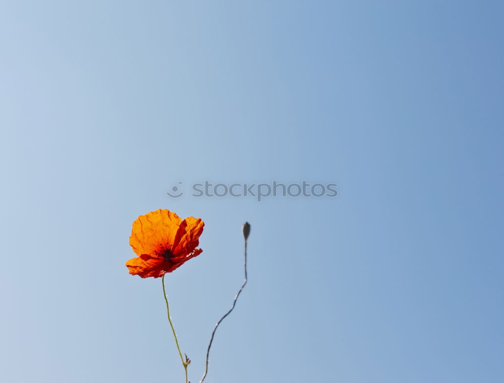 Similar – Image, Stock Photo Poppy, graphical