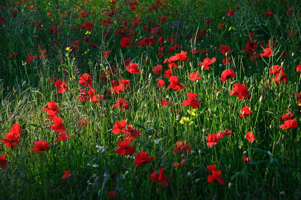 Similar – Wiesenzappler rot Härchen