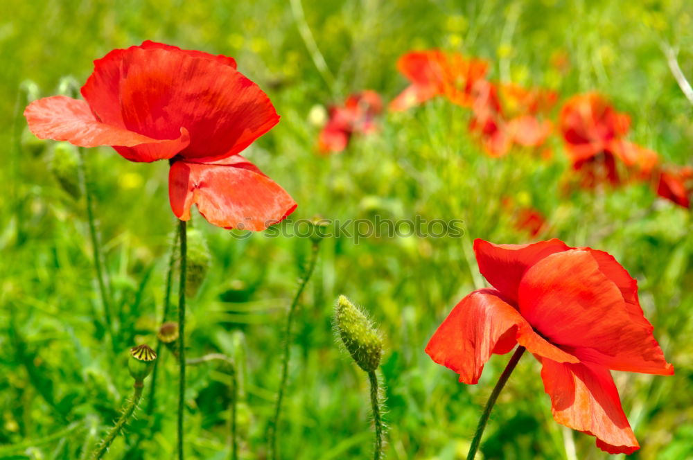 Similar – Image, Stock Photo poppy Poppy Meadow Flower