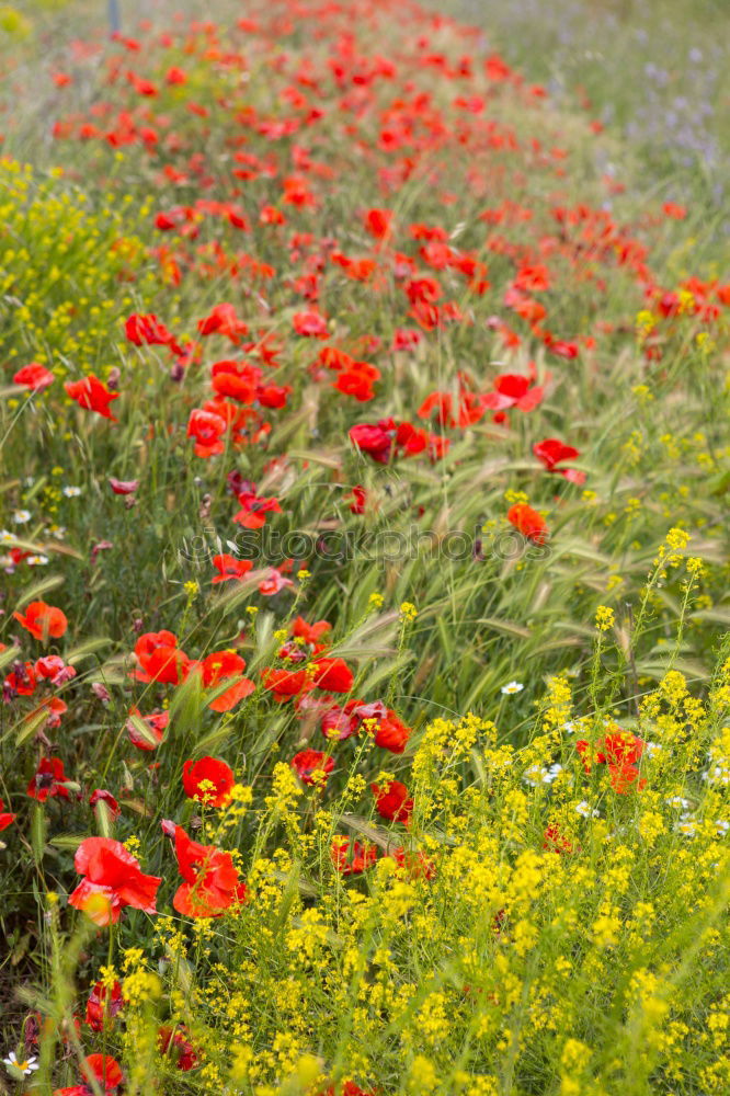 Similar – still fast ne beautiful flower meadow .. and