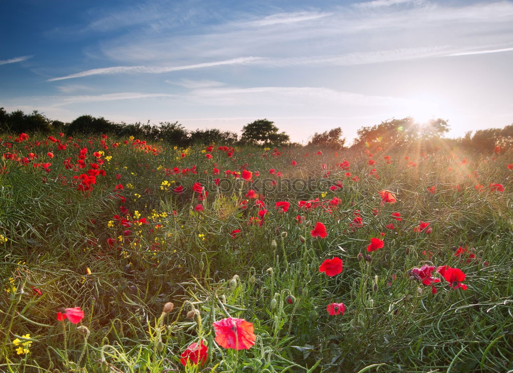 Similar – Foto Bild Mohn am Feldrand