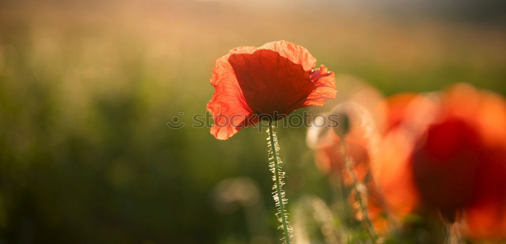 Similar – poppy flower Environment