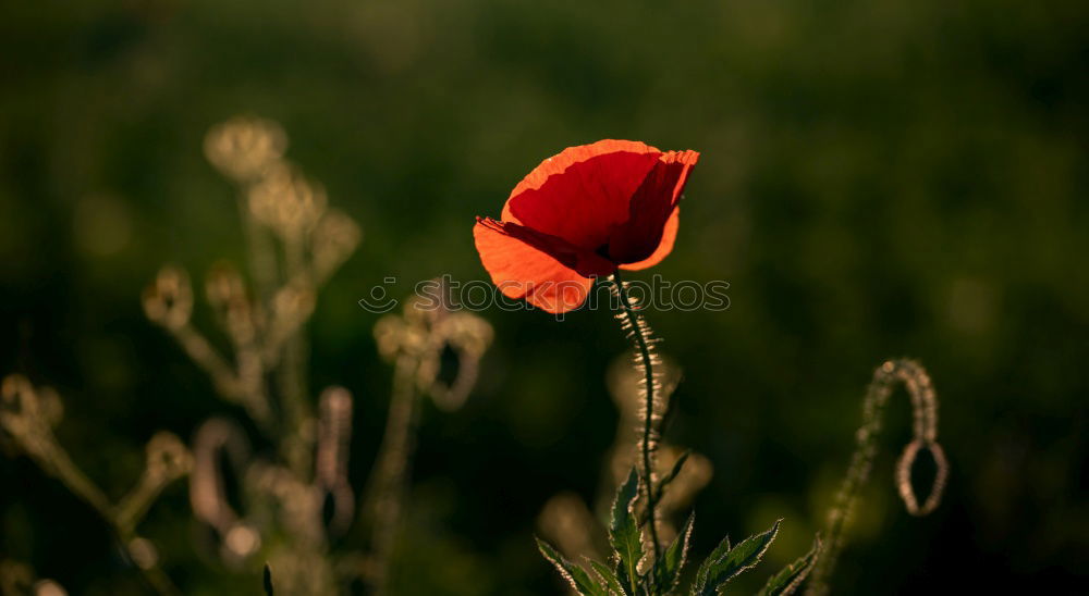 Similar – Image, Stock Photo poppy blossom Poppy Red