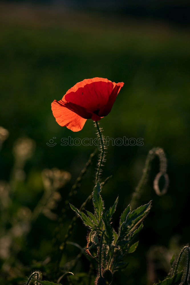 Similar – Image, Stock Photo poppies Nature Landscape