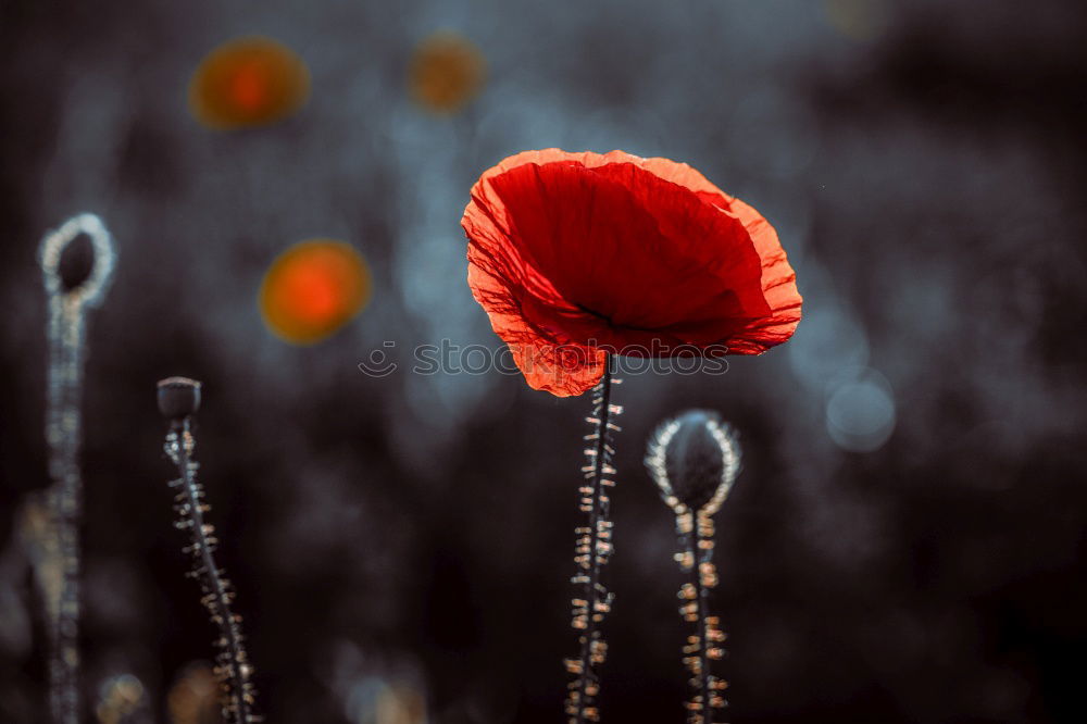 Similar – Image, Stock Photo Turkish, poppy, papaver, oriental,
