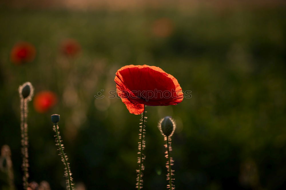 Similar – Image, Stock Photo poppy blossom Poppy Red