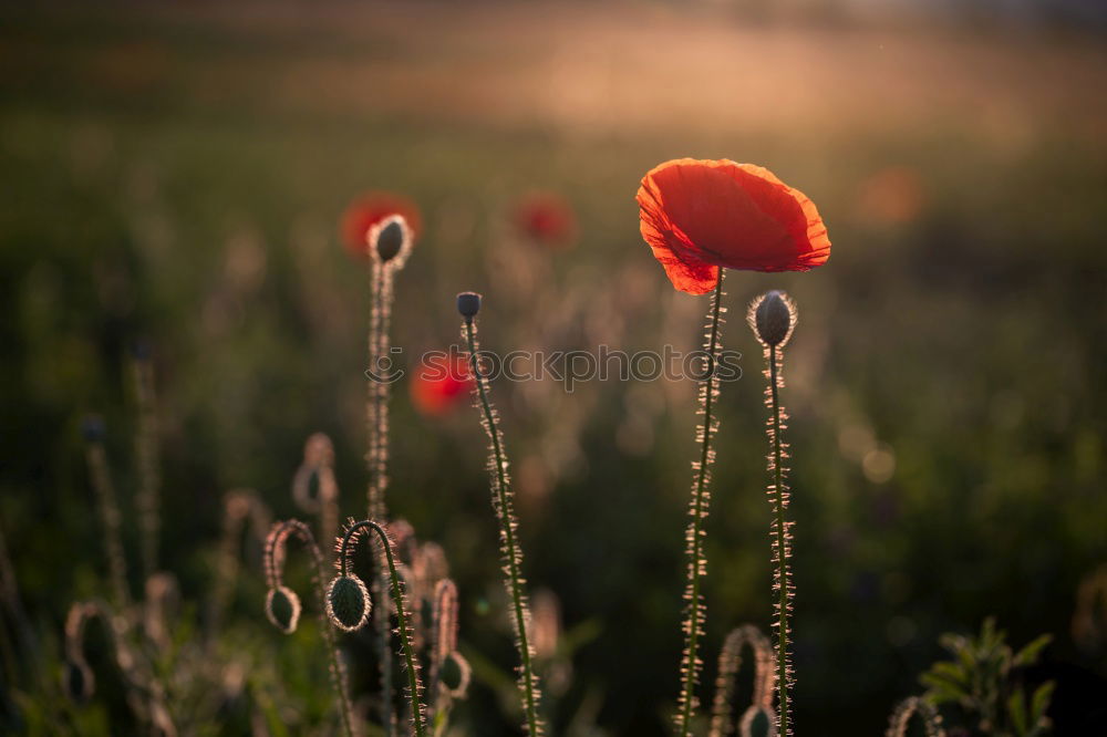 Similar – Image, Stock Photo poppy blossom Poppy Red