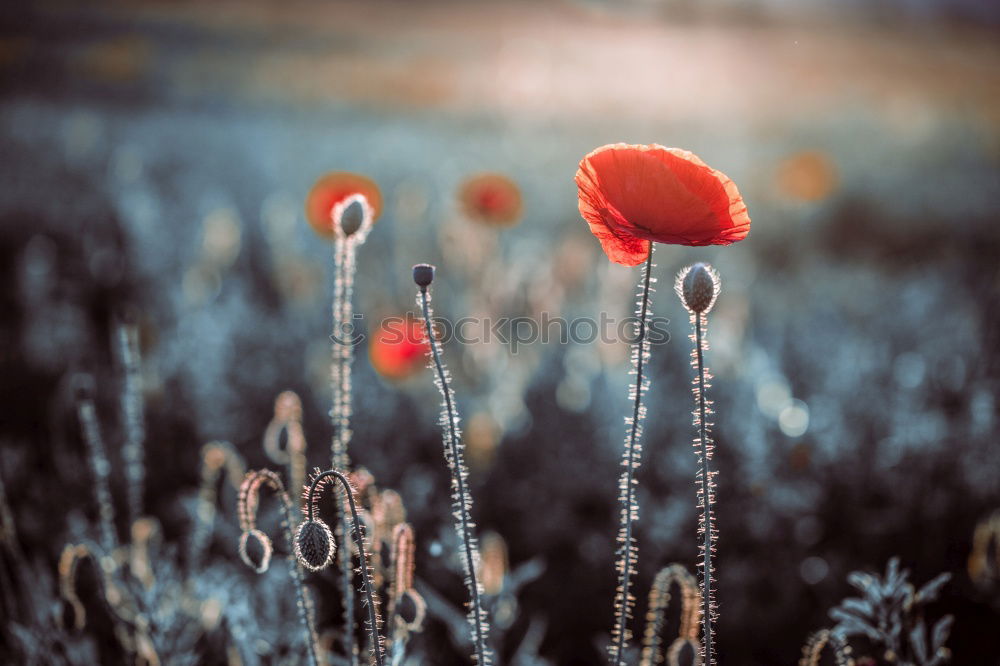 Image, Stock Photo poppy blossom Poppy Red