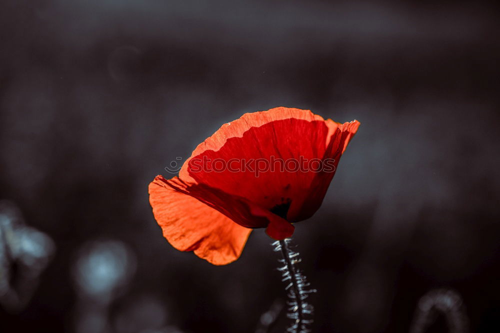 Similar – Foto Bild Klatschmohn Blume Pflanze