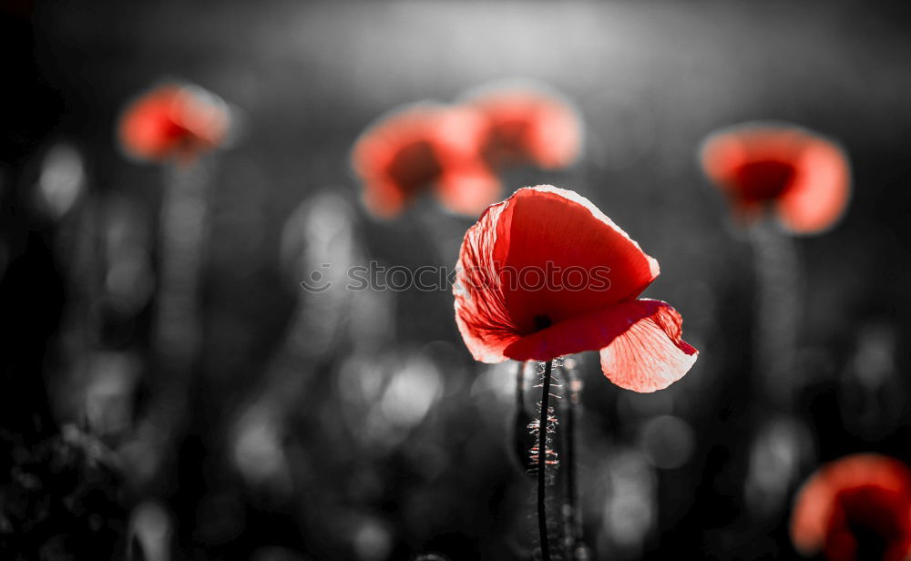 Similar – Foto Bild Klatschmohn Blume Pflanze