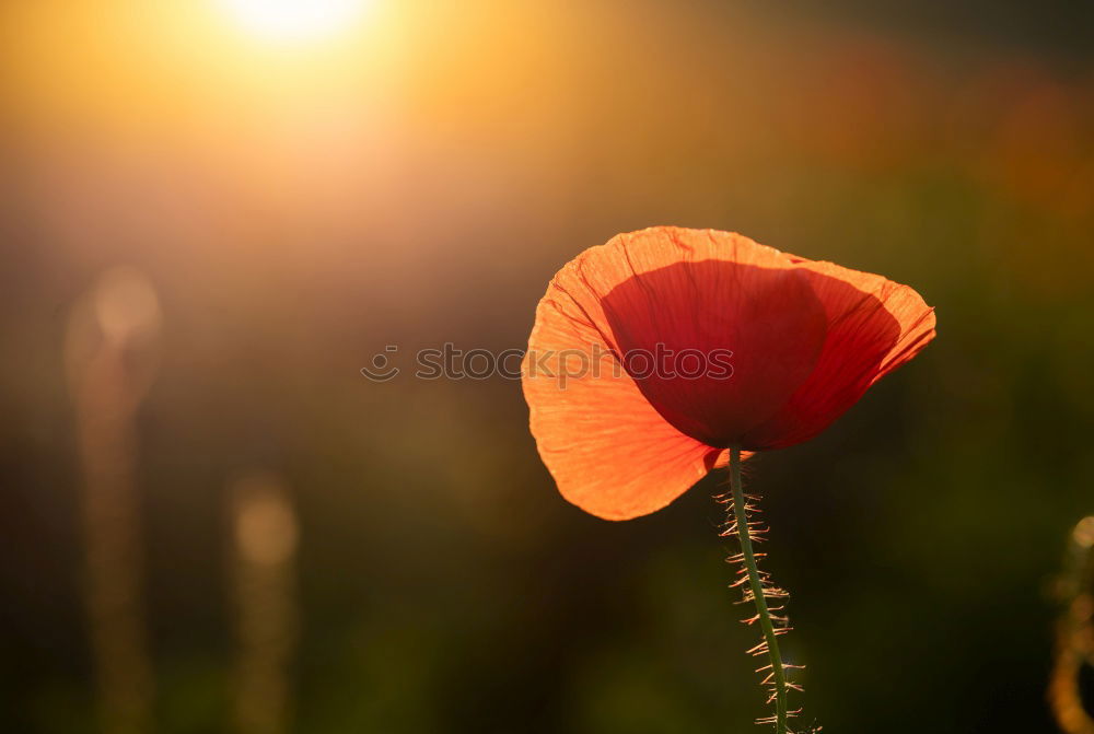 Similar – Image, Stock Photo Poppy seed, Meconopsis, cambrica,