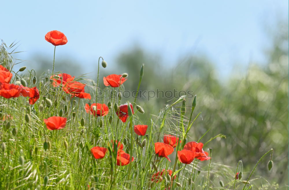 Similar – Image, Stock Photo Poppies and more Poppy