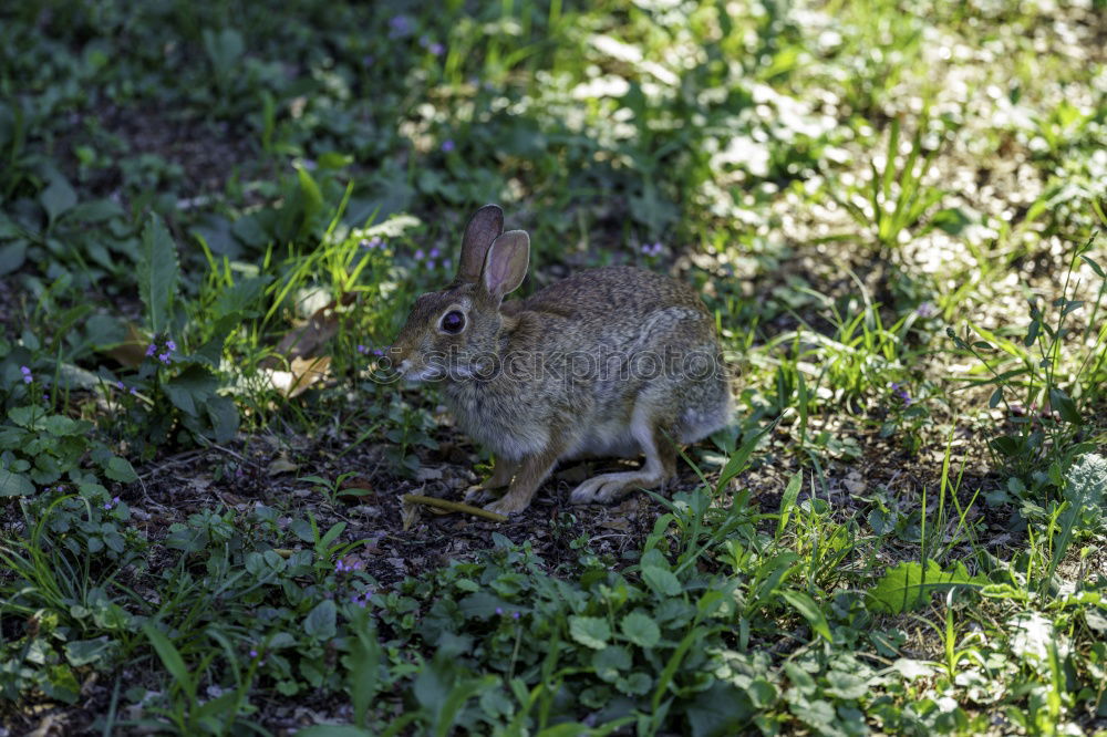 Similar – Image, Stock Photo Easter bunny rabbit