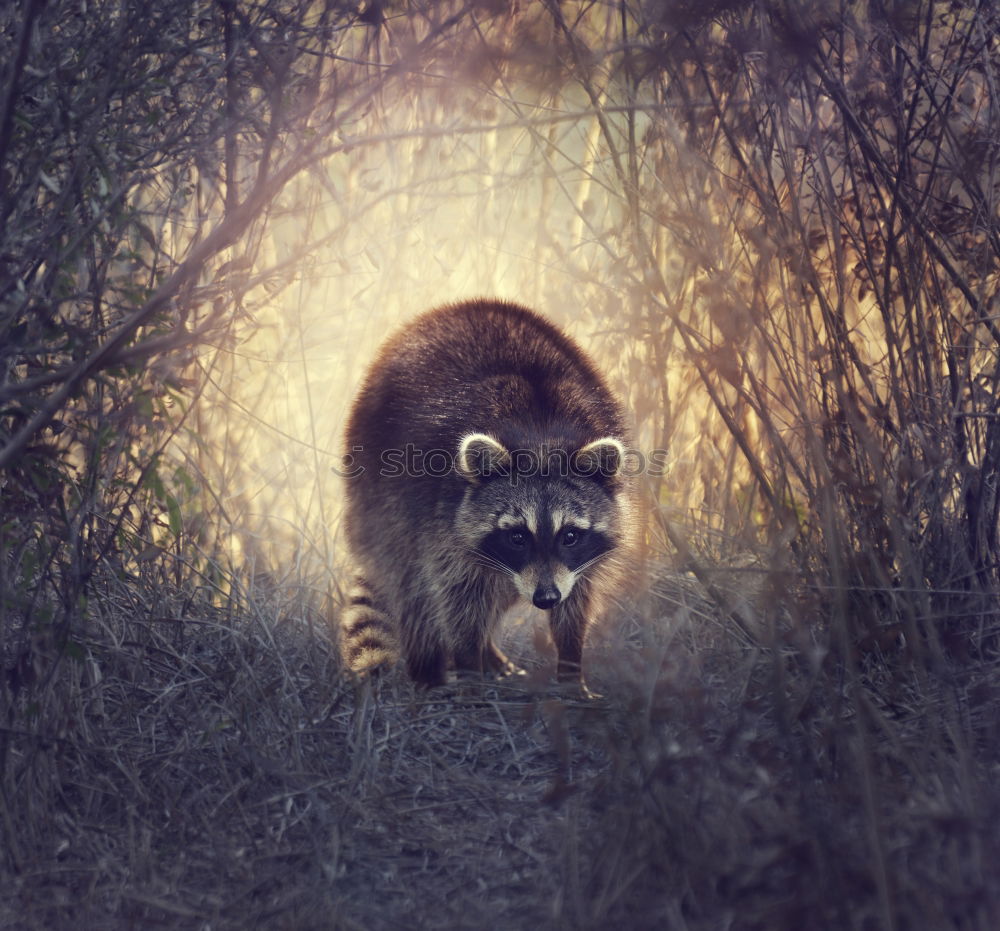 Foto Bild Gestatten, Hörnchen. Tier