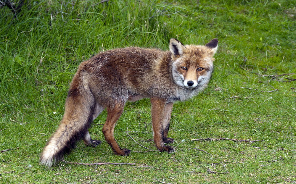 Similar – Fox III Nature Plant