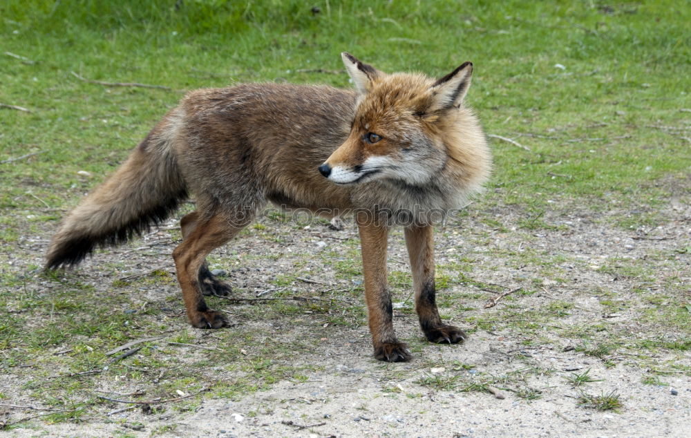 Similar – Young Fox Out Exploring