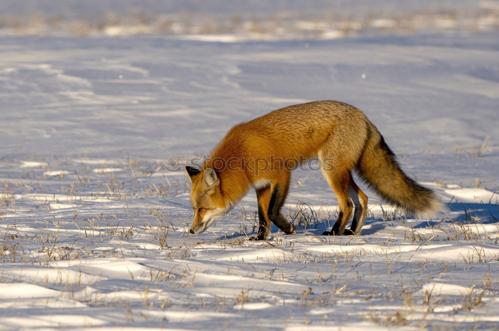 Similar – Image, Stock Photo fox walking on ice