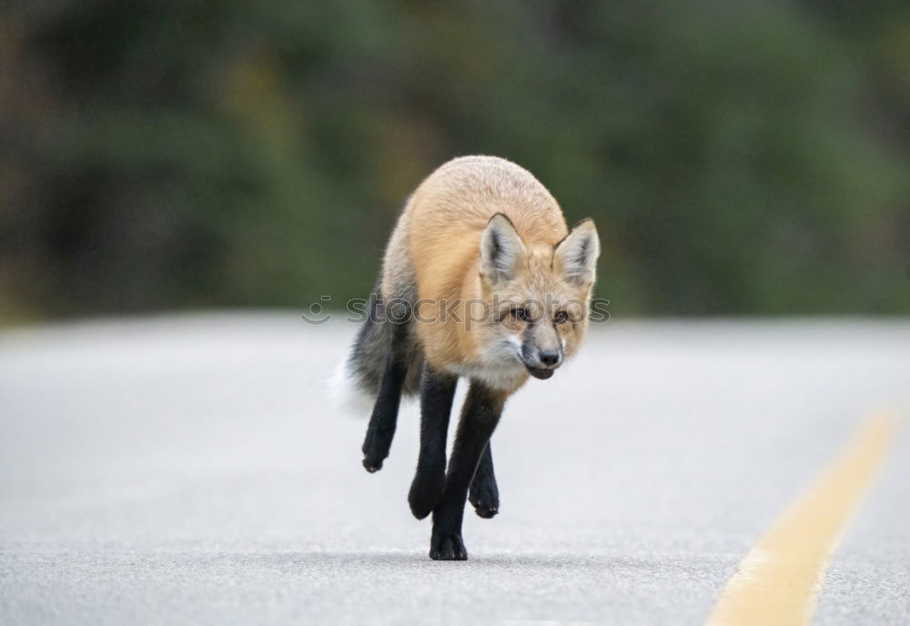 Similar – Image, Stock Photo on the run Environment