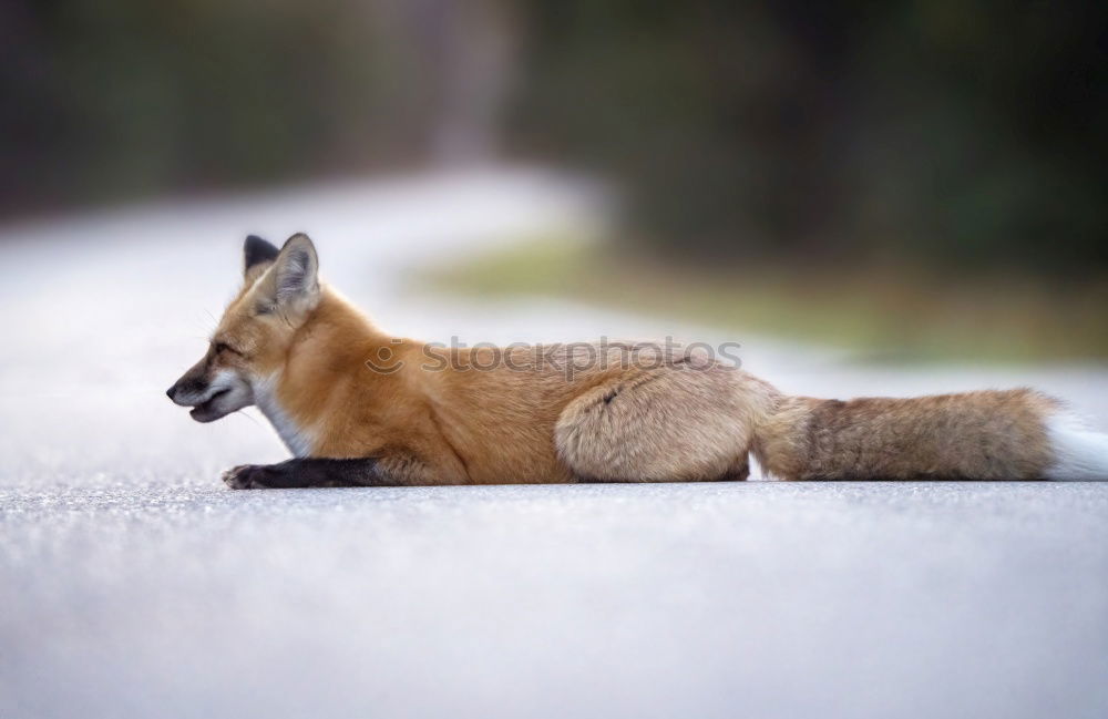 Similar – Image, Stock Photo Fuchs, you stole the goose!