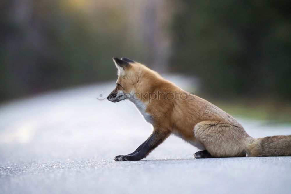 Similar – cute red fox cub looking at camera