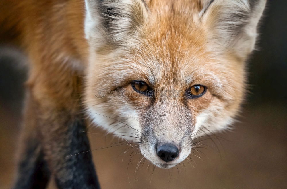 Similar – Young Fox Out Exploring