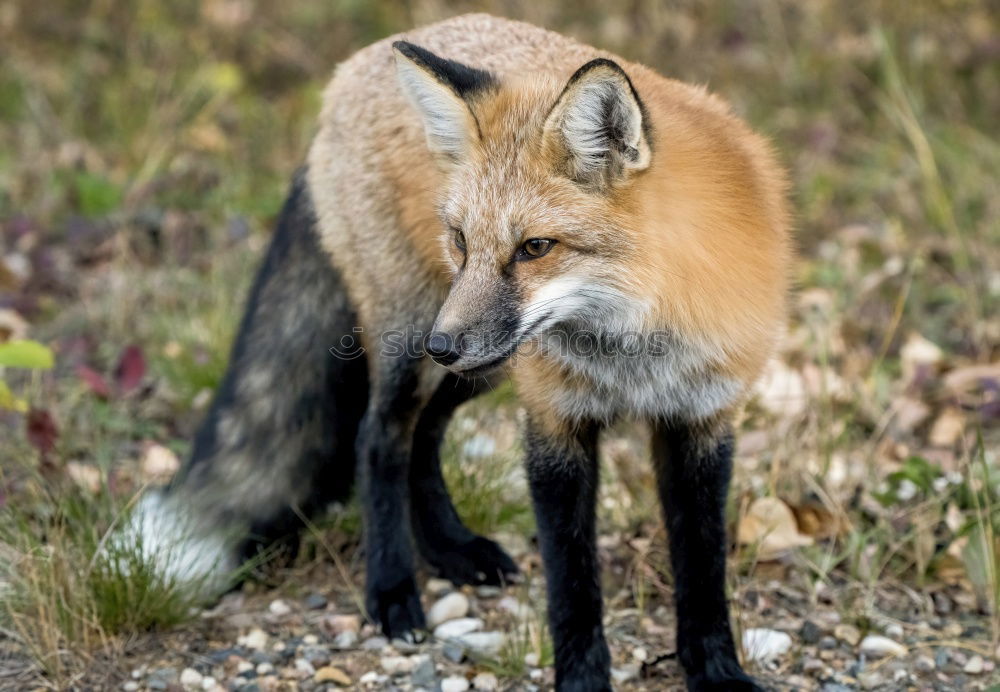 Similar – Young Fox Out Exploring