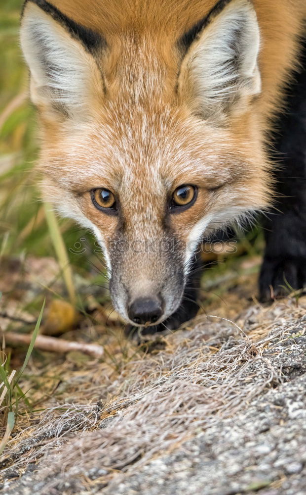 Similar – Young Fox Out Exploring