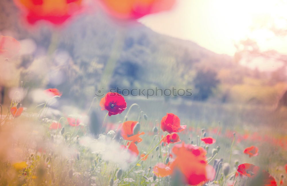 Similar – Image, Stock Photo Poppies on summer meadow