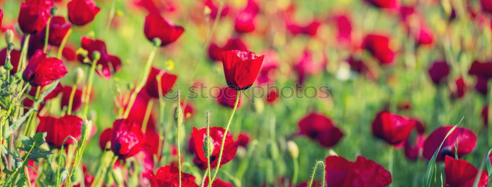 Similar – poppy meadow Summer Plant