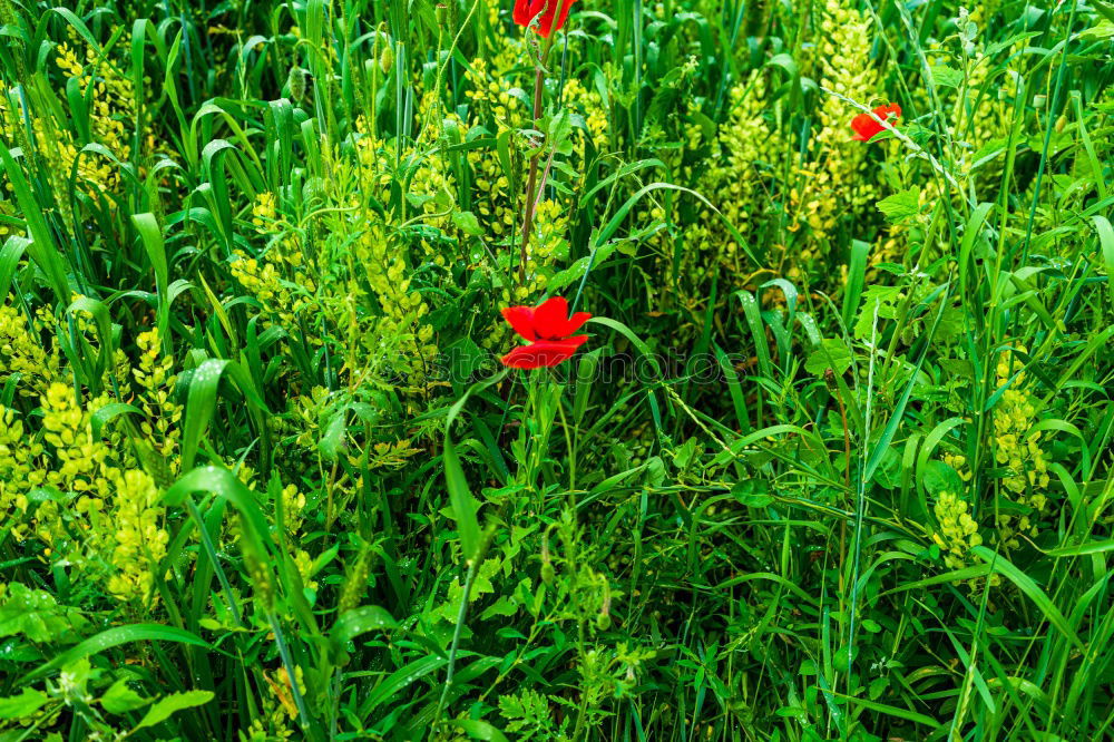 Similar – Mohnblume im Kornfeld Feld