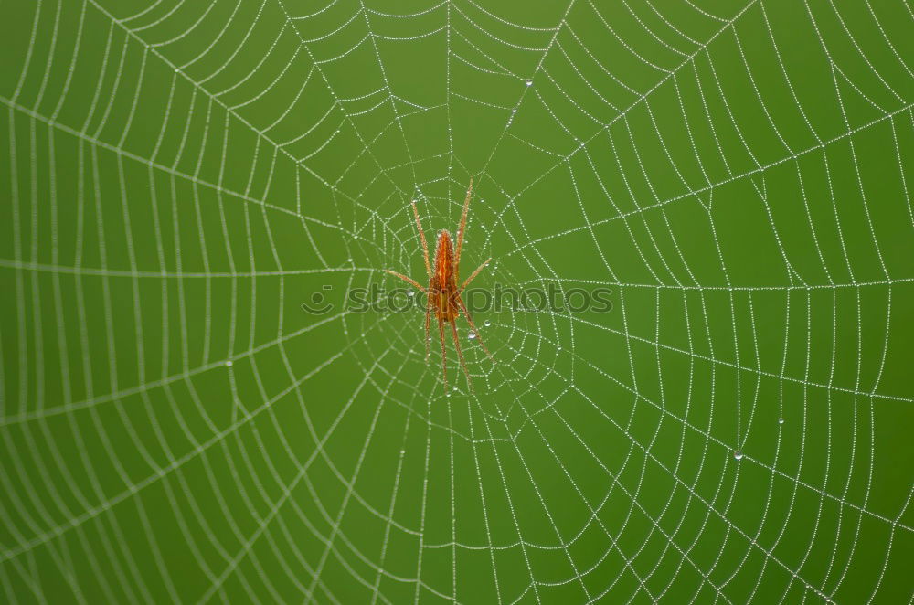 Similar – Es wird Frühling Blatt