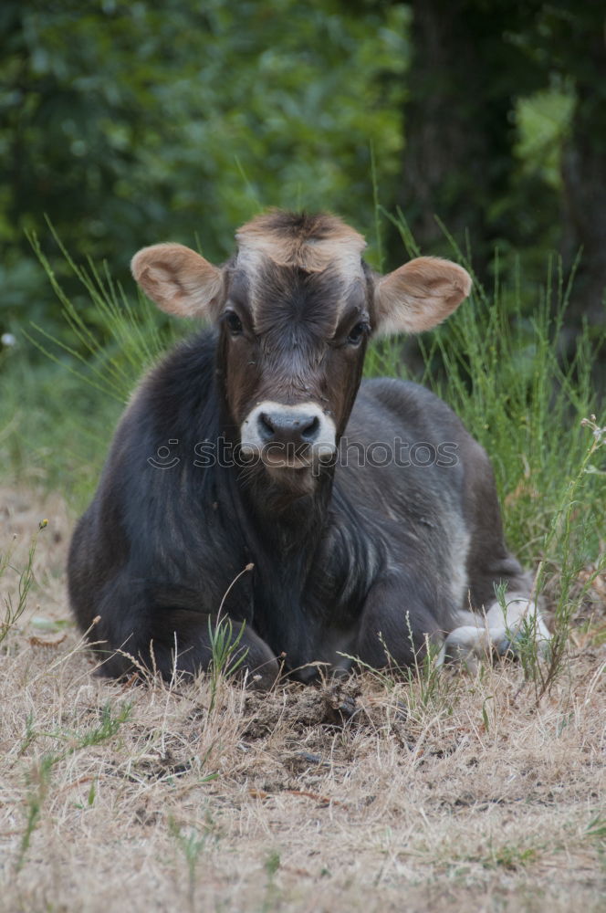 Similar – bissle gruaba Meadow