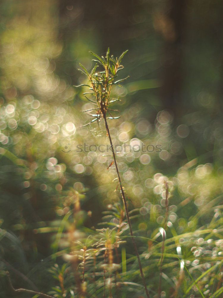 Similar – Image, Stock Photo Snowdrops II Environment