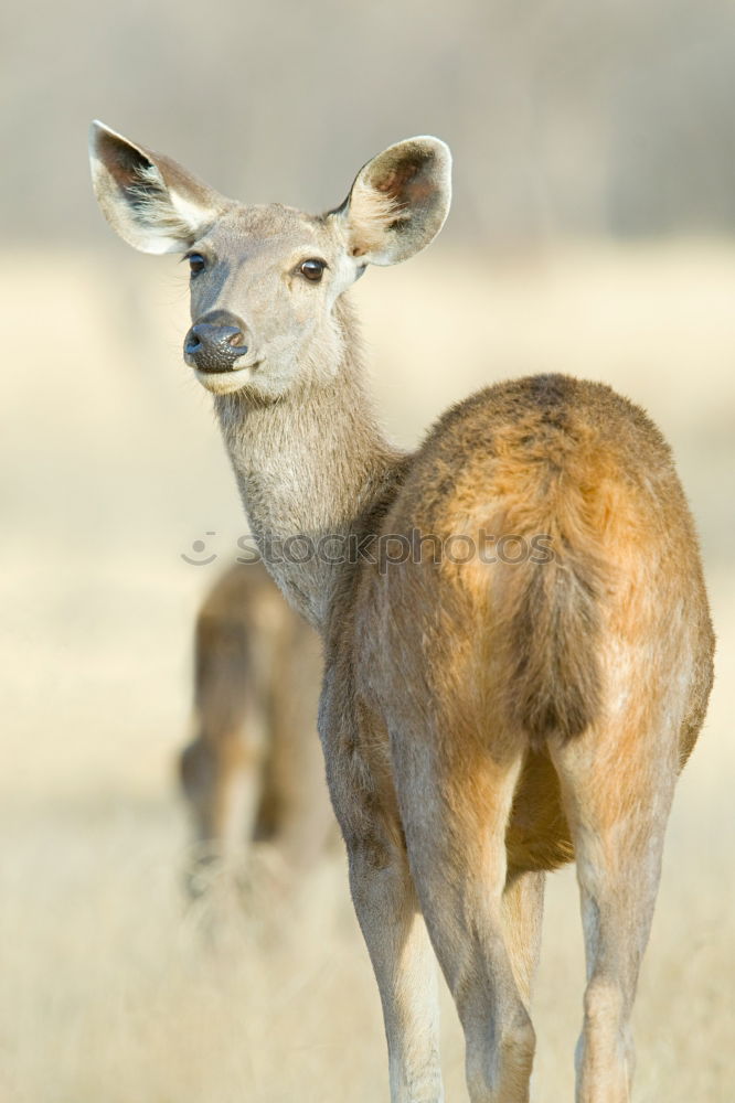 Similar – Image, Stock Photo The japanese deer