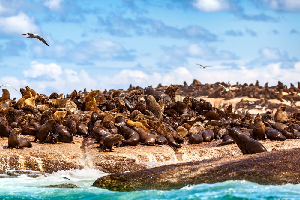 Similar – pier 39 Jetty Ocean