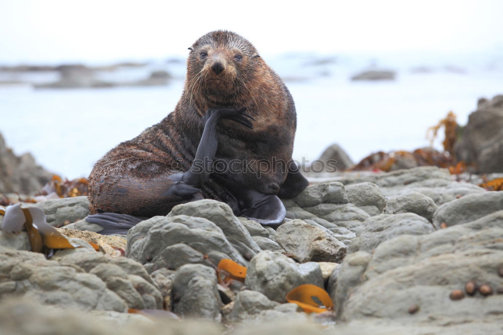 Similar – Cheeky seal Animal