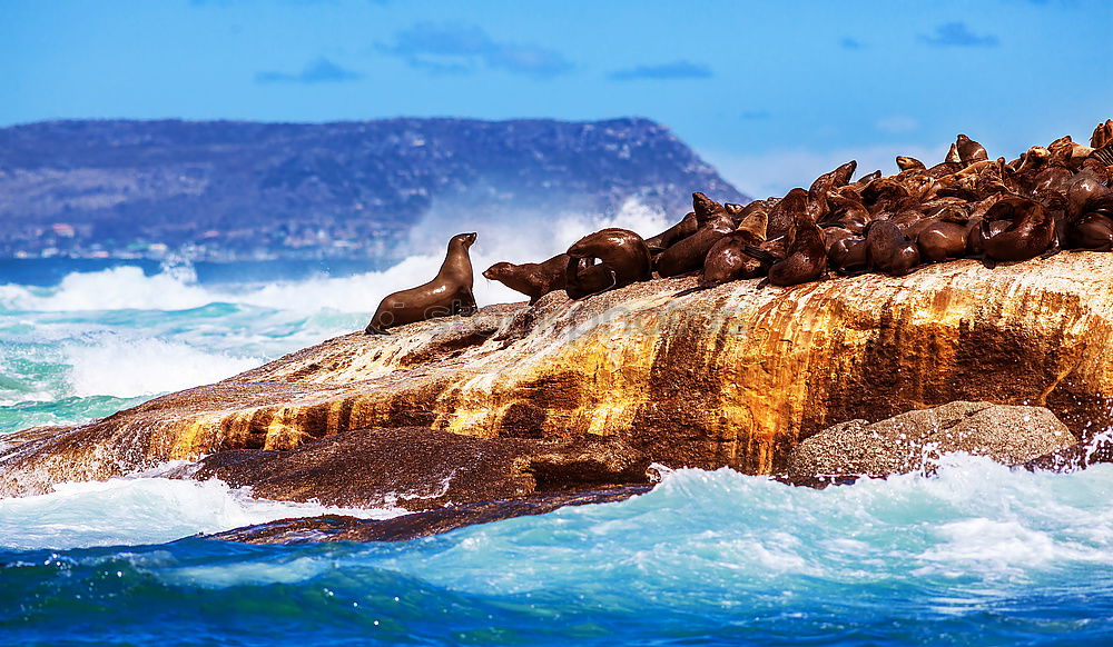 Similar – Image, Stock Photo Birds fill the sky in Paracas National Park, Pisco Peru