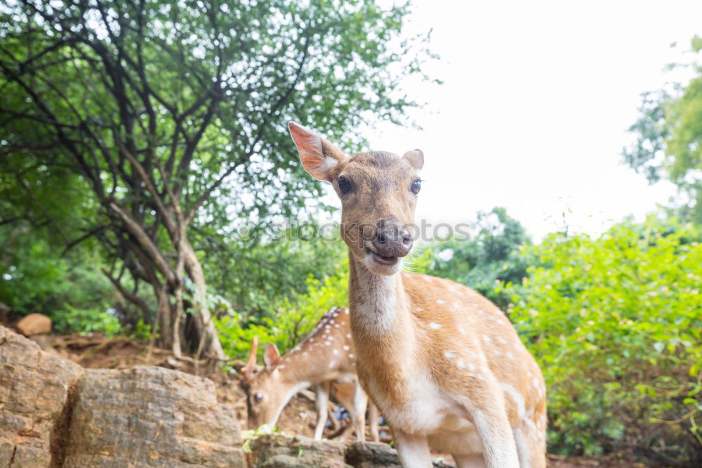 Similar – Image, Stock Photo Mule portrait, Sri Lanka