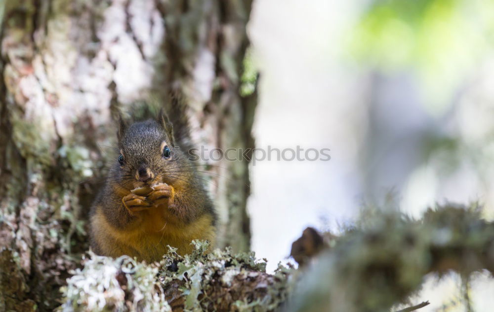 Similar – Curious squirrel in a tree