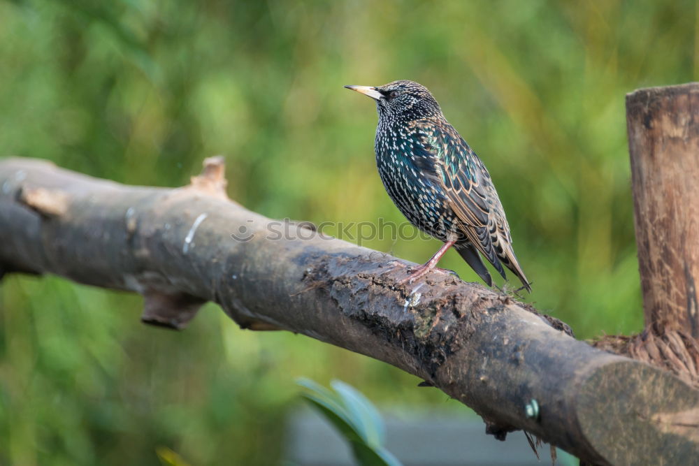 Similar – Image, Stock Photo Thrush in tree Environment