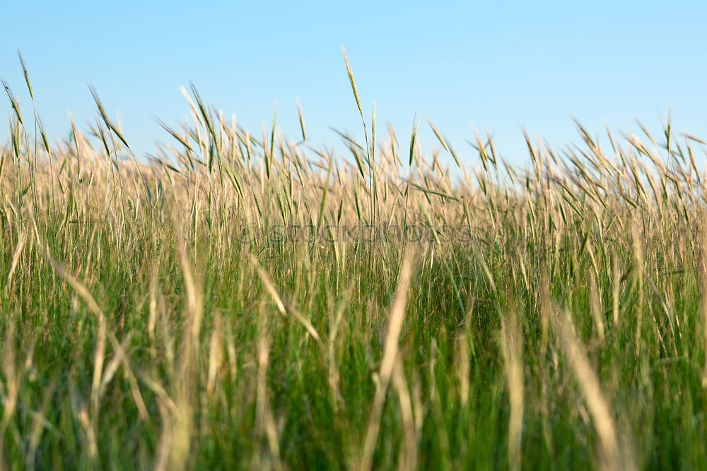 Similar – meadow edge Meadow Grass